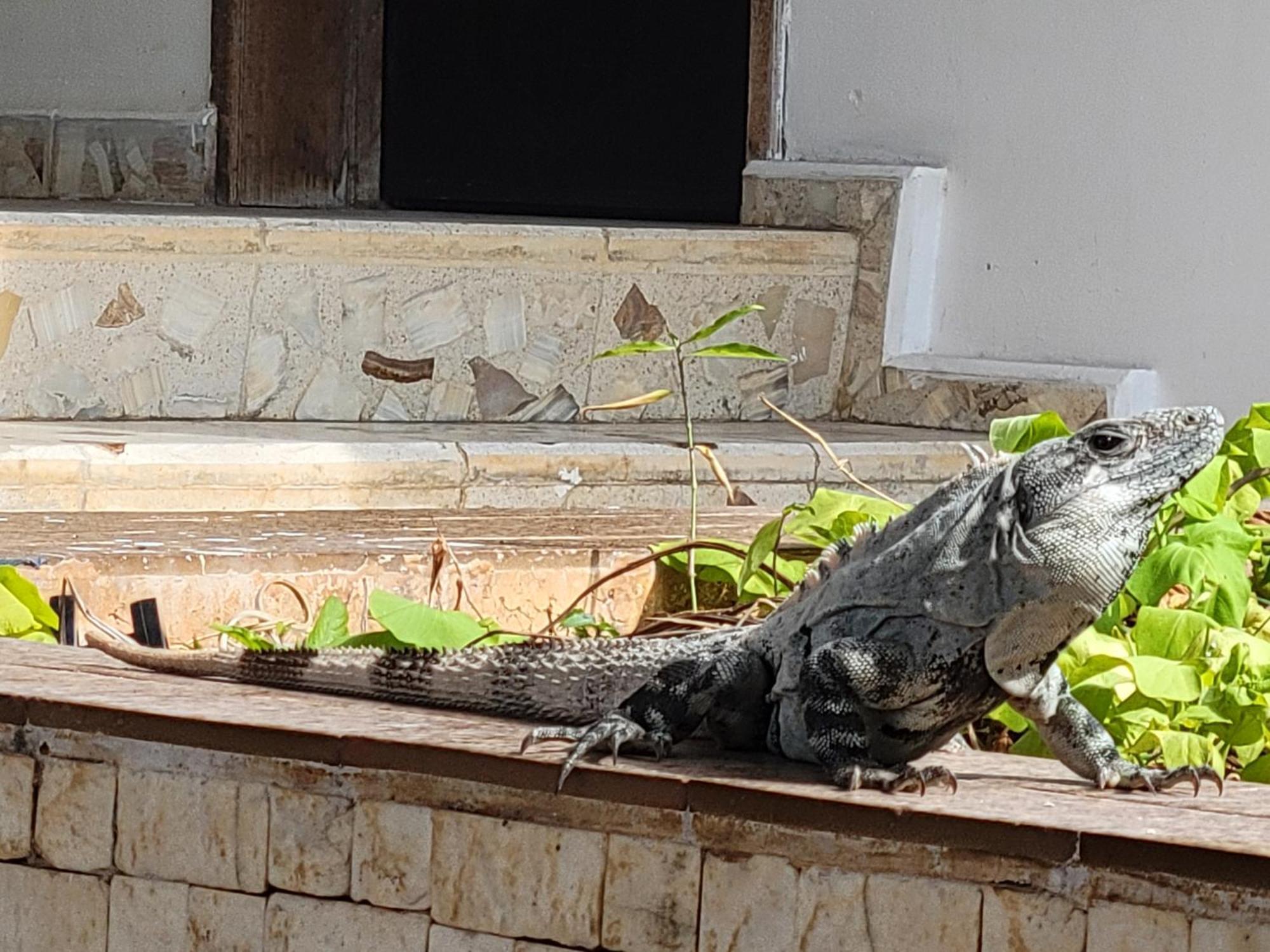 Blue Cat Mérida Εξωτερικό φωτογραφία